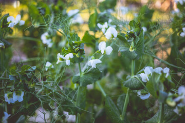 Unripe green peas in the garden. Flowering green peas. Growing peas in the countryside.