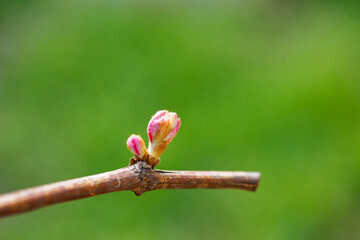 Spring. young green sprouts on the branches of grapes.
