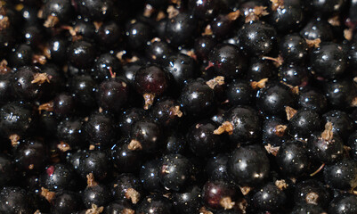 Pile of ripe black currants with stalks.