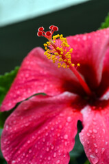Fototapeta na wymiar hibiscus flower with water drops