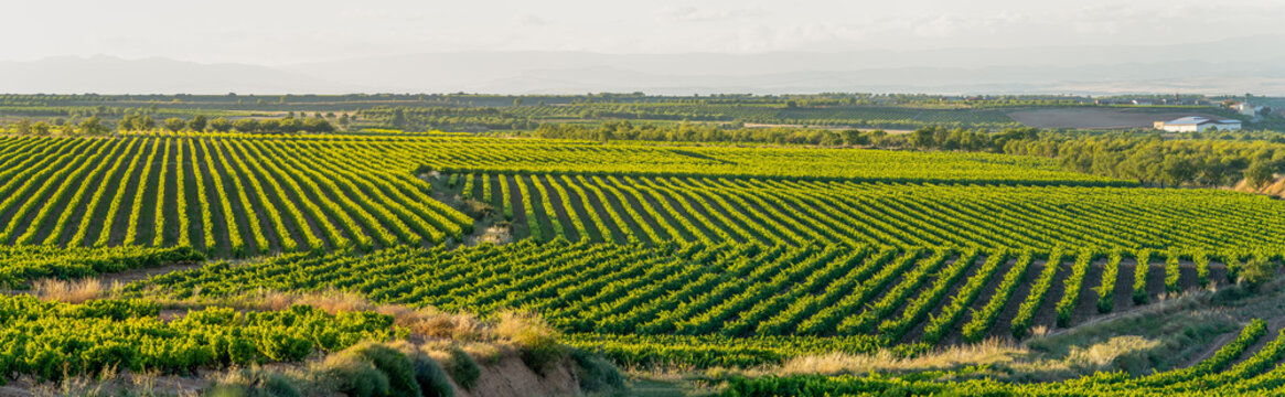 panoramic view of the vineyards in the summer, preparing the grapes for harvesting in September and making the rich wines of La Rioja Spain