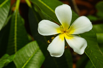 Obraz na płótnie Canvas White and Yellow Plumeria flower