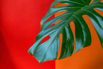 Green fresh leaf of a tropical plant, monstera, on an orange and red background. front view. copy space.