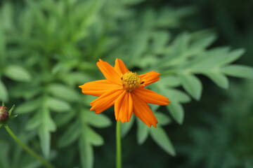 キバナコスモスのオレンジ色の花
