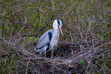 Ein Graureiher mit offenem Schnabel