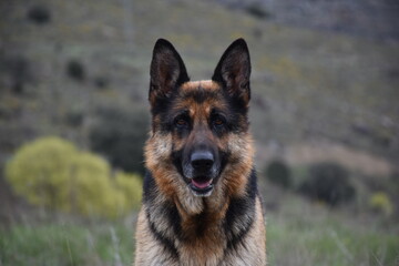 German Shepherd (Alsatian) portrait with blurred mountain background.