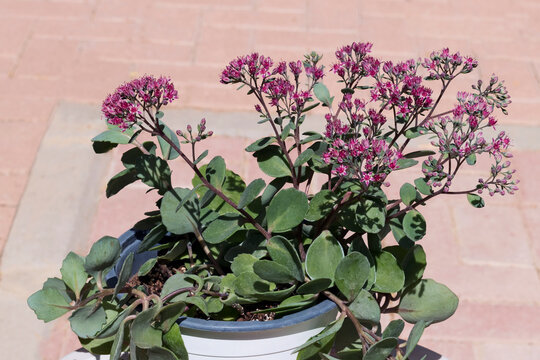 flowering dwarf autumn joy sedum stonecrop growing in a container with a blurred brick patio in the background