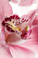 Close up pink orchid flowers on white background