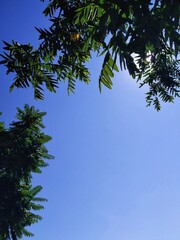 sky and tree