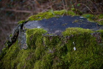 Moss Outcrop