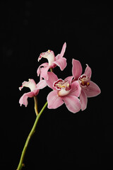 Fototapeta na wymiar Pink orchid flowers on dark black background