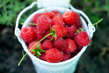 fresh raspberries in basket. Berries in garden. Organic healthy food. Fruits.