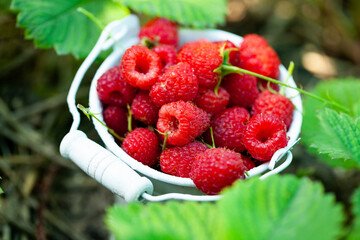 fresh raspberries in basket. Berries in garden. Organic healthy food. Fruits.