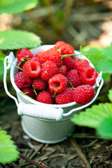 fresh raspberries in basket. Berries in garden. Organic healthy food. Fruits.