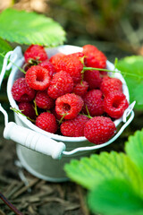 fresh raspberries in basket. Berries in garden. Organic healthy food. Fruits.