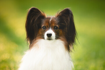 Portrait of beautiful papillon dog sitting in the green grass in summer at sunrise