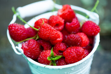 fresh raspberries in basket. Berries in garden. Organic healthy food. Fruits.