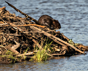 Beaver stock photos. Beaver close-up profile view building a beaver lodge, displaying its brown fur, working skill  in its habitat and environment with a water background.  ©  Aline