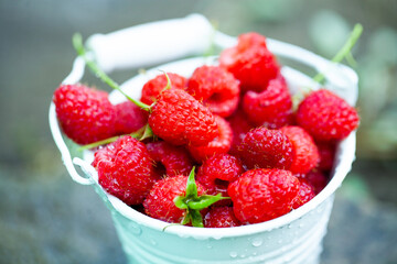 fresh raspberries in basket. Berries in garden. Organic healthy food. Fruits.