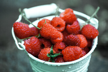 fresh raspberries in basket. Berries in garden. Organic healthy food. Fruits.