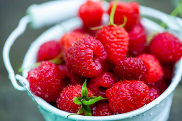 fresh raspberries in basket. Berries in garden. Organic healthy food. Fruits.
