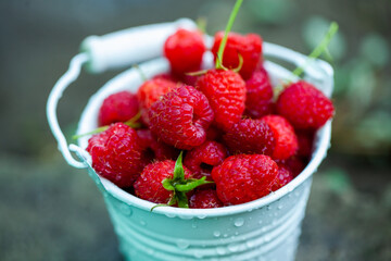 fresh raspberries in basket. Berries in garden. Organic healthy food. Fruits.