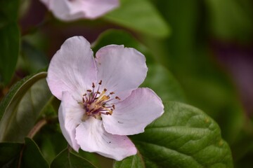 Obraz premium Quince flower (Cydonia oblonga) in spring.