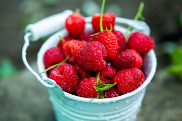 fresh raspberries in basket. Berries in garden. Organic healthy food. Fruits.