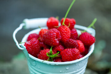 fresh raspberries in basket. Berries in garden. Organic healthy food. Fruits.