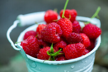 fresh raspberries in basket. Berries in garden. Organic healthy food. Fruits.