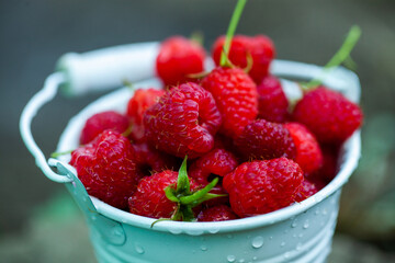 fresh raspberries in basket. Berries in garden. Organic healthy food. Fruits.