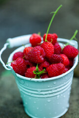 fresh raspberries in basket. Berries in garden. Organic healthy food. Fruits.