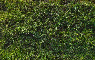 Long green grass on the field in the warm rays of the sunset sun.