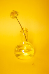 Minimalism still life composition with dandelion in glass vase. Yellow gradient background