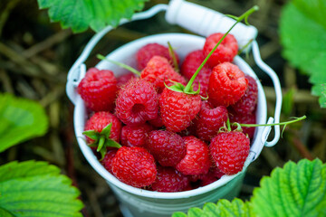 fresh raspberries in basket. Berries in garden. Organic healthy food. Fruits.