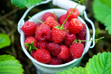 fresh raspberries in basket. Berries in garden. Organic healthy food. Fruits.
