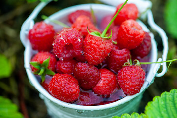 fresh raspberries in basket. Berries in garden. Organic healthy food. Fruits.