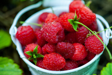 fresh raspberries in basket. Berries in garden. Organic healthy food. Fruits.