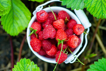 fresh raspberries in basket. Berries in garden. Organic healthy food. Fruits.