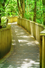 Winding wooden footbridge going through native New Zealand forest.