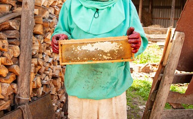 Beekeeper is working with bees and beehives on the apiary.