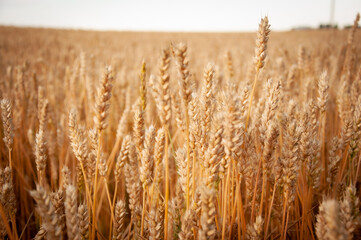 Wheat field. Grain field Rural landscape