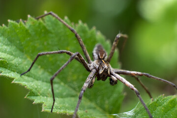 Huntsman spider on a leaf close up shot