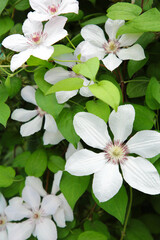 Flowering white clematis in the garden. Beautiful white clematis flower