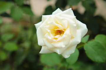 Beautiful white rose with green leave in a garden
