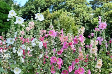 Colourful hollyhocks, or 'Alcea' in bloom over the summer months