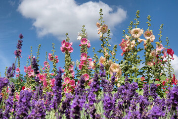 Colourful hollyhocks, or 'Alcea' in bloom over the summer months