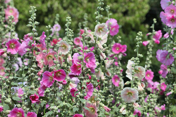 Obraz premium Colourful hollyhocks, or 'Alcea' in bloom over the summer months