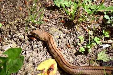 Ladder snake head (Rhinechis scalaris). La Rioja, Spain.