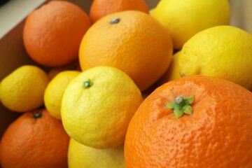 カラフルなかんきつ類